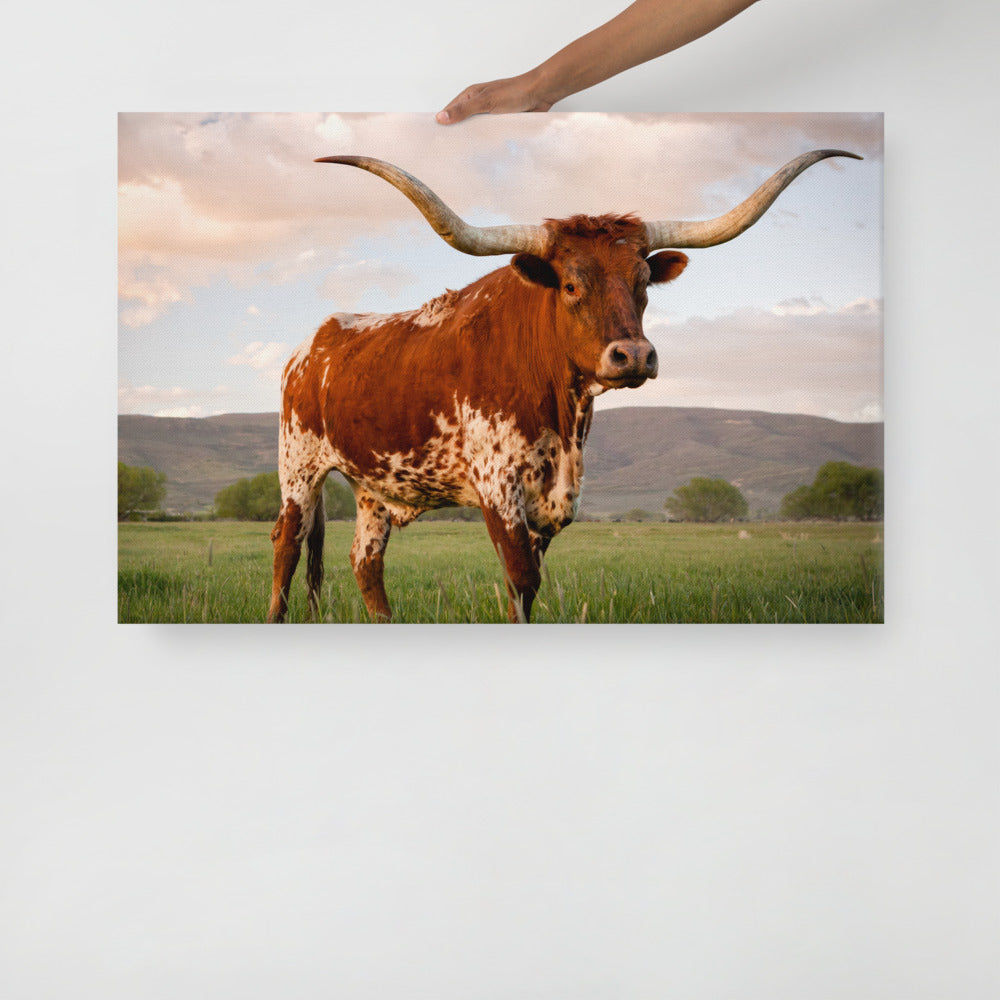 Texas Longhorn Canvas